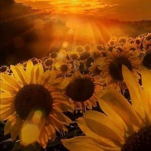 Meet your Posher, Sue